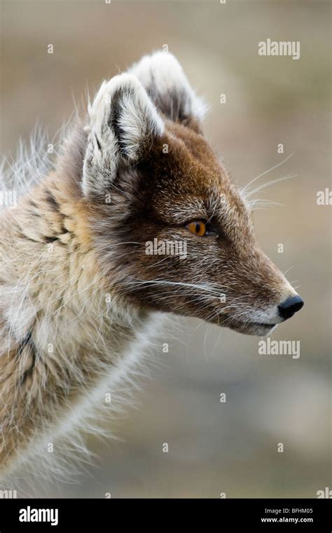 Adult Arctic Fox Alopex Lagopus Molting Into Summer Pelage Svalbard