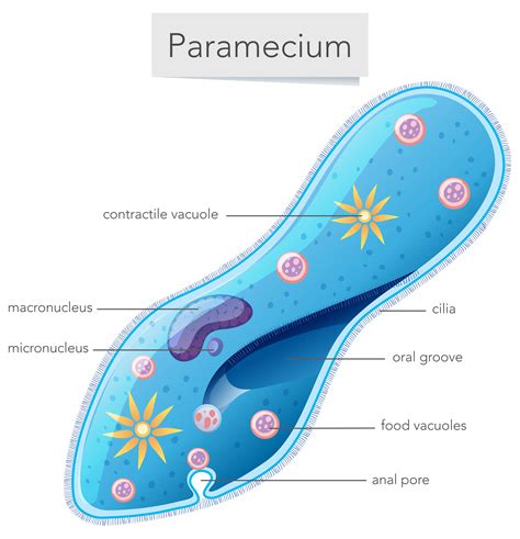 Simple Paramecium Labelled Diagram Paramecium Reproduction Biology The Best Porn Website