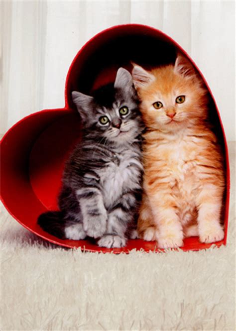 Zazzle.com has been visited by 100k+ users in the past month Two Kittens In Heart Box (1 card/1 envelope) Avanti Cat Valentine's Day Card from Curiosities ...