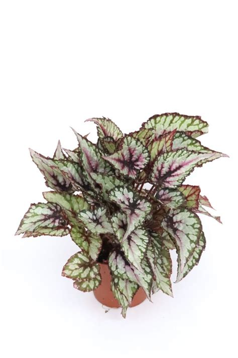 Begonia Rex Jurassic Green Streak Planthiza