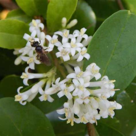 Browse and pick our favorite choice. 15 Flowering Shrubs For Bees
