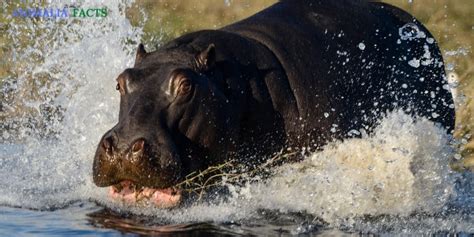 How Fast Can A Hippo Run 4 Wondrous Facts