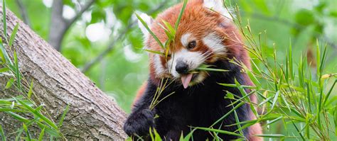 Download Wallpaper 2560x1080 Red Panda Fire Panda Protruding Tongue