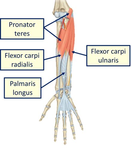 Anatomy 6 Anterior Forearm Muscles Flashcards Quizlet