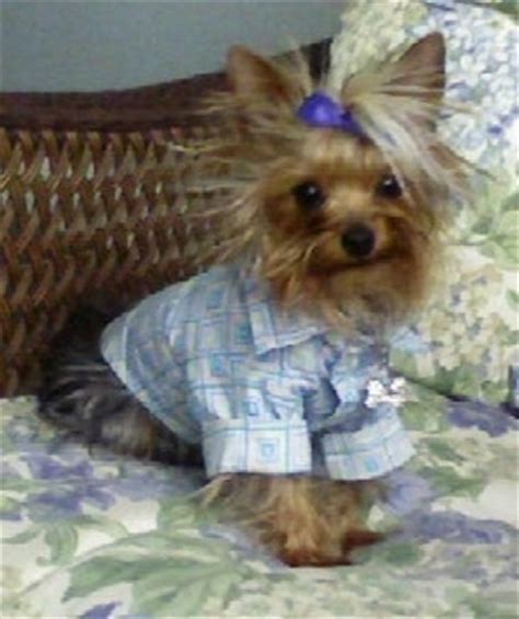 Yorkshire Terrier Dog Breed Pictures, Yorkie, Page 1