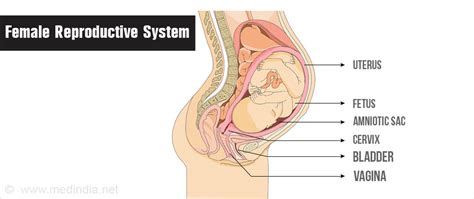how to soften cervix prenatal vitamins