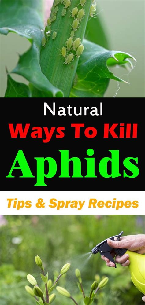 Natural Ways To Kill Aphids They Work Organic Gardening Tips Garden