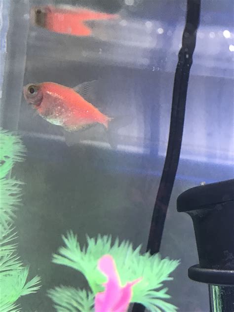 Pregnant Tetra Glofish