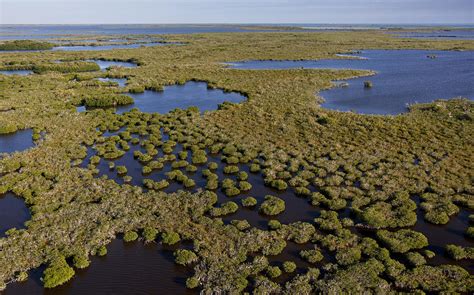 Mangroves Everglades National Park Florida Photograph By Phil