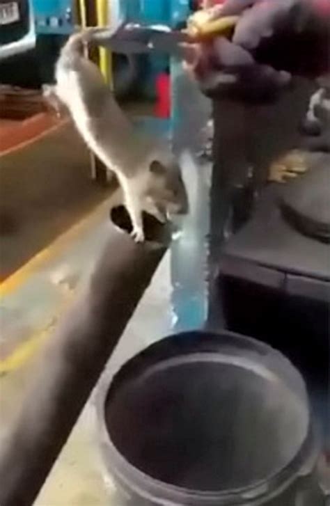 Rat Tortured And Shot Through Makeshift Cannon In Horrific Video