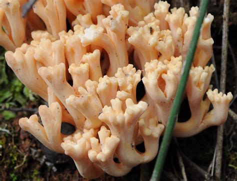 Coral Fungi Ramaria Sp Markphotos Flickr