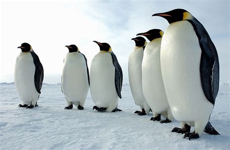 An Amazing Escape One Lucky Penguin Dans Wild Wild Science