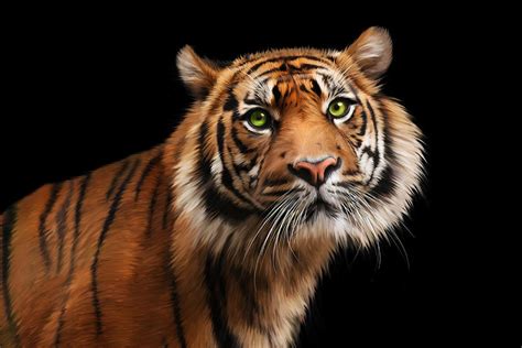 Sumatran Tiger Digital Art By Julie L Hoddinott Fine Art America