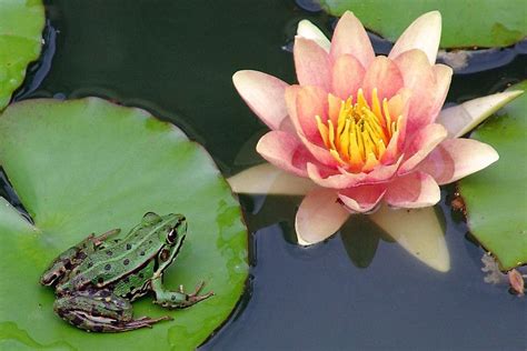 Frog On Lily Pad Painting