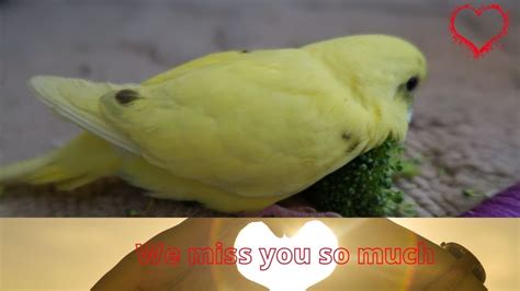 My Budgie Flew Away Really Sad Youtube