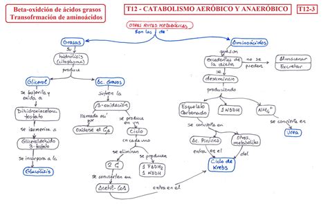 Catabolismo Mapa Conceptual Educacion Images