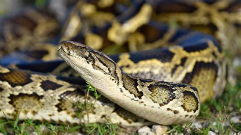 Florida Teen Captures 28 Invasive Snakes To Get Top Prize In States