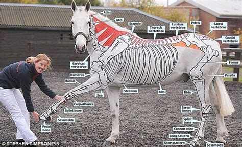 Painted Horses Equine Massage Horse Anatomy Body Anatomy Anatomy