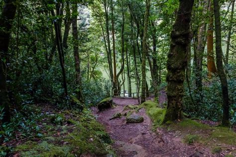 A Path Is In The Green Forest In Sao Miguel Azores Portugal Immagine