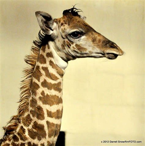 Baby Giraffe At Greenville Zoo The Zoos Newest Resident A Flickr