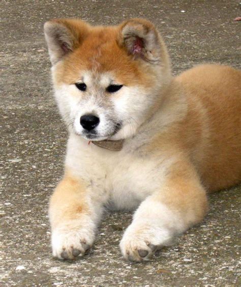 Can You Resist This Akita Puppy No No You Cant Japanese Dog Breeds