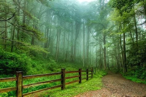 Forest Path Graphy Green Foggy Trees Nature Hd Wallpaper Pxfuel