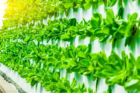 Leafy Greens Vertical Indoor Grow Farm Muncie In National Design