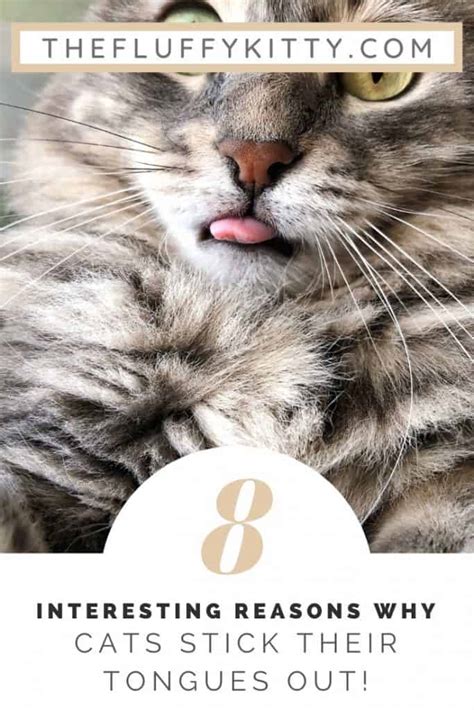 Why Do Cats Stick Their Tongues Out 10 Reasons Why The Fluffy Kitty