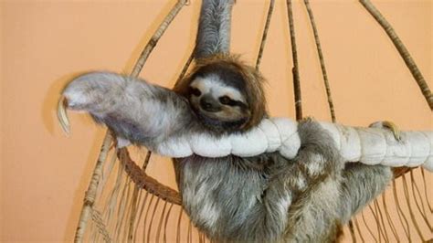 Too Cool Sloth Cute Animals Animals