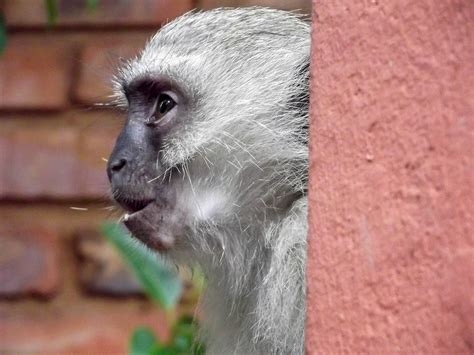 無料画像 自然 探している 男性 野生動物 環境 毛皮 ポートレート ナチュラル 哺乳類 庭園 赤ちゃん 動物相