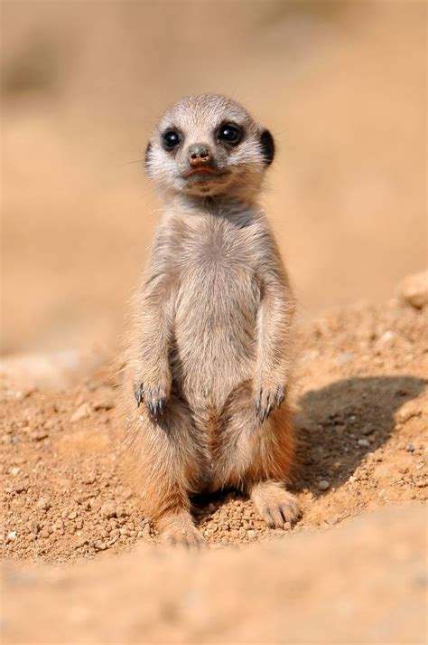 30 Cute Baby Animals 30 Pics Amazing Creatures