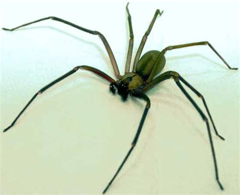 Info Junction Blog Brown Recluse Spider