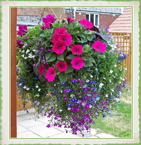 Best Flowers For Hanging Baskets Uk Hanging Baskets With Artificial