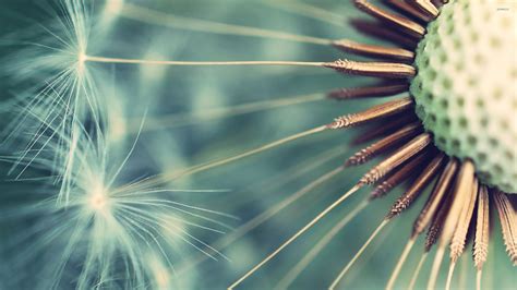Dandelion Close Up Wallpaper Photography Wallpapers 23264