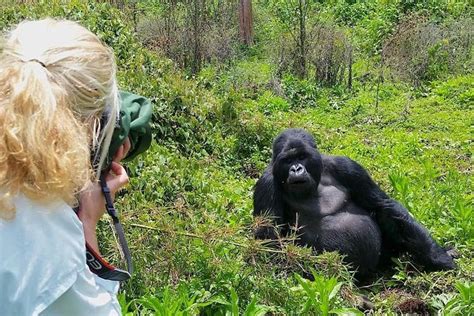 Uganda Gorilla Safari Uganda Gorilla Trekking Uganda Gorilla Tours