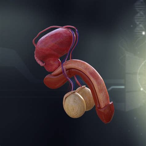 It is located on the right side of the body above the stomach, as seen in the image above. Human Male Internal Organs Anatomy 3d model - CGStudio
