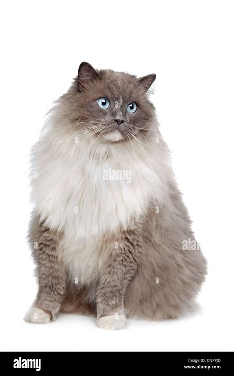 Ragdoll Cat In Front Of A White Background Stock Photo Alamy