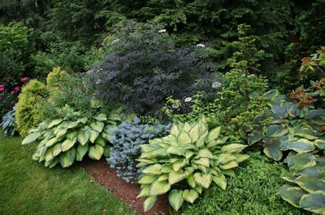 31 Best Images About Front Garden Plant Possibilities On Pinterest