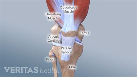 Knee Anatomy Arthritis Health