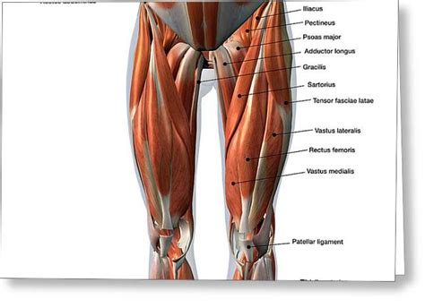 Psoas Major Muscle Greeting Cards Page 2 Of 3 Fine