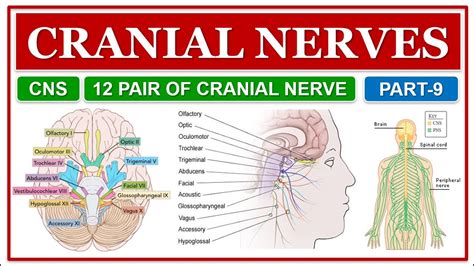 Cranial Nerves Cns 12 Pair Of Cranial Nerves Locations And Function Human Anatomy