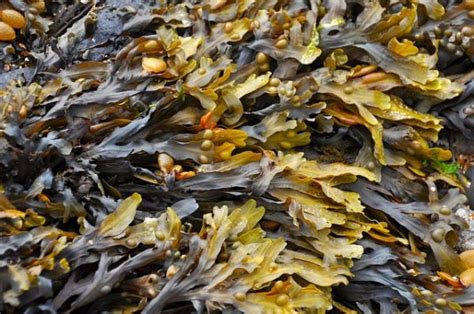 Tuesdays Ten Types Of Seaweed Dartmoor Hiking