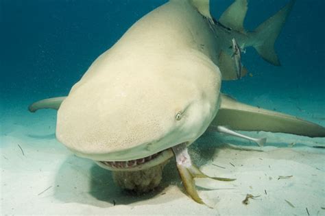 Pictures Of Sharks Feeding At Shark Feeds And In The Wild
