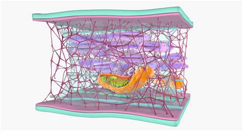 Most of the microtubules in an animal cell come from a cell organelle called. 3D cytoskeleton structure cell | Science projects for kids ...
