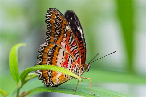 Butterfly Nature Insects Macro Zoom Close Up Wallpaper Wallpapers