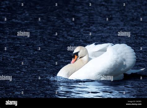 White Swan At Lake Blue Water Stock Photo Alamy