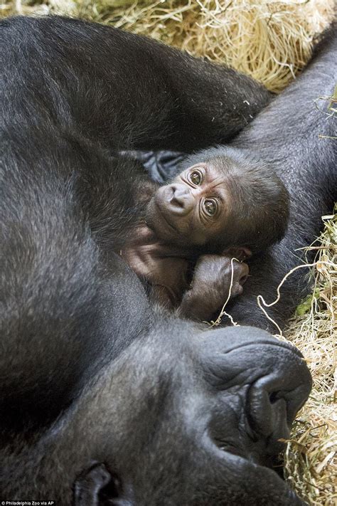 Gorilla Gives Birth With Help From Human Obgyn Doctors Daily Mail Online