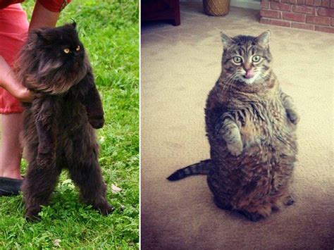Freakishly Funny Pics Of Cats Standing Up Lol Kittens
