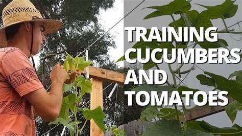 Trellising Cucumbers And Tomatoes On A Lower And Lean Trellis Youtube