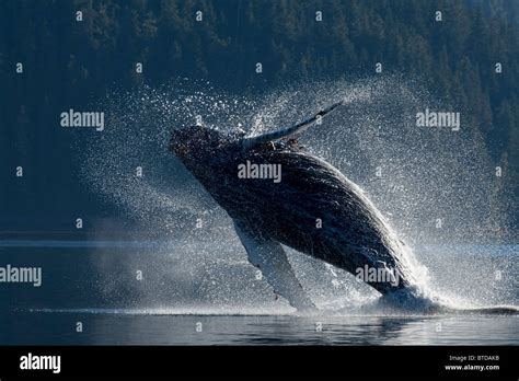 Humpback Whale Breaching In The Waters Of The Inside Passage Southeast